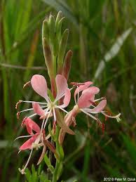 Red Gaura Coccinea Flower Seeds – Heirloom Non-GMO High Germination Seeds