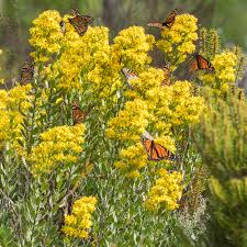 Solidago Speciosa Flower Seeds for Planting – Heirloom, Non-GMO, High Germination Organic Garden Seeds