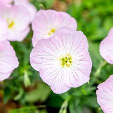 Pink Oenothera Rosea Flower Seeds for Planting – Heirloom Non-GMO High Germination Organic Garden Seeds