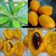Green Lucuma Nervosa Seeds – Heirloom Non-GMO High Germination Organic Garden Seeds for Planting Seeds for Planting