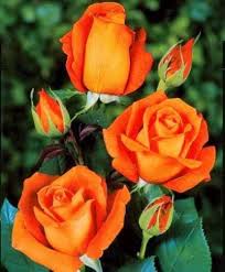 Orange Rose Flower Seeds – Heirloom, Non-GMO, High Germination Seeds