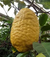 Citrus Medica CITRON or GIANT LEMON Tree Seeds – Heirloom Non-GMO High Germination Organic Garden Seeds