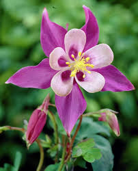 Rosa Akelei Blumensamen – Alte Sorte, gentechnikfrei, keimstark, Bio-Gartensamen zum Pflanzen