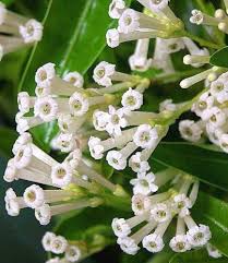 White Cestrum Diurnum Flower Seeds – Heirloom, Non-GMO, High Germination Organic Garden Seeds for Planting