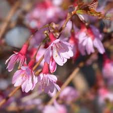Pink Prunus Flower Seeds Heirloom Non-GMO High Germination Organic Garden Seeds for Planting