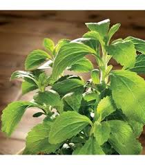 Green Basilicum Minimum Plant Seeds Heirloom Non-GMO High Germination Organic Garden Seeds for Planting