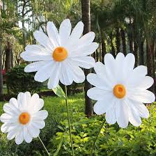 Giant Daisy Flower Seeds White Heirloom Non-GMO High Germination Seeds