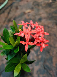 Red Anigozanthos Hybrid Flower Seeds for Planting Heirloom Non-GMO High Germination Organic Garden Seeds