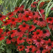 Maroon Echinacea Flower Seeds – Heirloom, Non-GMO, High Germination Seeds