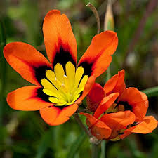 Orange Sparaxis Flower Seeds – Heirloom, Non-GMO, High Germination Seeds