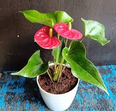 Red Blooming Anthurium Flower Seeds for Planting Heirloom Non-GMO High Germination Organic Garden Seeds