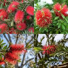 Red Bottlebrush Flower Seeds Heirloom Non-GMO High Germination Organic Garden Seeds for Planting