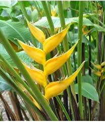 Heliconia Flower Seeds Yellow – Heirloom Non-GMO High Germination Seeds