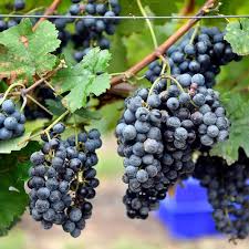 Black Corinth Zante Currant Grape Fruit Seeds for Planting Heirloom Non-GMO High Germination Organic Garden Seeds
