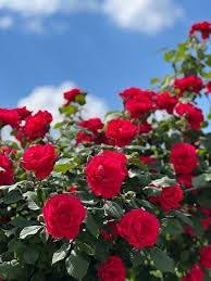 Rosa Banksia Red Flower Seeds for Planting – Heirloom Non-GMO High Germination Organic Garden Seeds