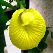 Yellow Calochortus Flower Seeds – Heirloom Non-GMO High Germination Organic Garden