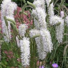 White Sanguisorba Flower Seeds for Planting – Heirloom, Non-GMO, High Germination