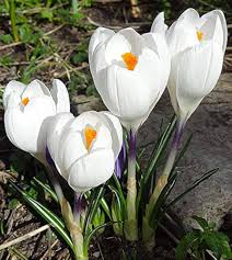 White Crocus Flower Seeds Heirloom Non-GMO High Germination Organic Garden Seeds for Planting