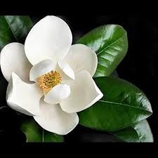 Perennial Magnolia Flower Seeds White – Heirloom, Non-GMO, High Germination Seeds