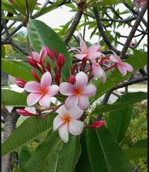 Pink White Plumeria Flower Seeds Heirloom Non-GMO High Germination Organic Garden Seeds for Planting