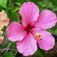 Hibiscus Flower Seeds Perennial for Planting – Heirloom Non-GMO Organic Garden Seeds High Germination
