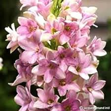 Pink Tuberose Flower Seeds Heirloom Non-GMO High Germination Organic Garden Seeds for Planting
