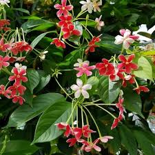 Red Combretum Flower Seeds – Heirloom, Non-GMO, High Germination Organic Garden Seeds for Planting
