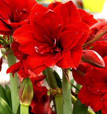 Red Hippeastrum Flower Seeds for Planting – Heirloom Non-GMO High Germination Organic Garden Seeds