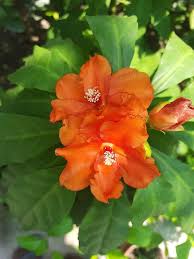 Pereskia Flower Seeds Heirloom Non-GMO High Germination Organic Garden Seeds for Planting