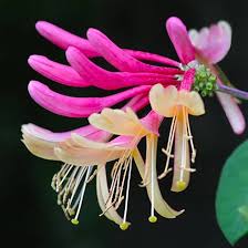 Rosa Lonicera Blumen Samen – Alte Sorte, gentechnikfrei, hohe Keimrate Bio-Gartensamen zum Pflanzen