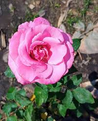 Giant Pink Perennial Rose Flower Seeds for Planting – Heirloom Non-GMO High Germination Organic Garden Seeds