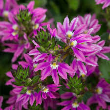 Semillas de flores Scaevola Surdiva Rosada – Semillas de jardín orgánicas de polinización abierta, sin OMG, de alta germinación para sembrar