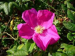 Pink Rugosa Flower Seeds for Planting – Heirloom, Non-GMO, High Germination Organic Garden Seeds
