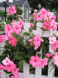 Mandevilla Flower Seeds Mixed – Heirloom Non-GMO High Germination