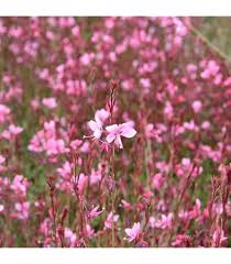 Perennial Guara Flower Seeds Red for Planting – Heirloom Non-GMO Organic Garden Seeds High Germination