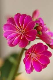Pink Lewisia Cotyledon Flower Seeds – Seeds for Planting, Heirloom, Non-GMO, High Germination Organic Garden Seeds