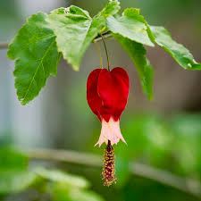 Semillas de flor de abutilón megapotamicum rojo, reliquia, sin OMG, alta germinación, semillas orgánicas para jardín