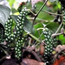 Piper Nigrum Fruit Seeds for Planting – Heirloom Non-GMO Black Pepper Seeds, High Germination Organic Garden Seeds
