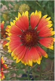 Orange Yellow Gaillardia Flower Seeds – Heirloom, Non-GMO, High Germination Seeds