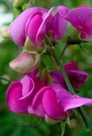 Sweetpea Flower Seeds Pink Heirloom Non-GMO High Germination Organic Garden Seeds for Planting