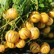 Pepino Melon Pear Seeds for Planting Solanum Muricatum Heirloom Non-GMO High Germination Organic Garden Seeds