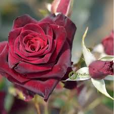Rote Baccara-Rosenblumensamen zum Pflanzen, samenecht, gentechnikfrei, hohe Keimfähigkeit, Bio-Gartensamen