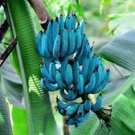Blue Java Banana (Ice Cream Banana) Fruit Seeds for Planting – Heirloom Non-GMO High Germination Organic Garden Seeds