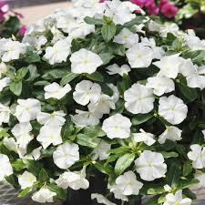 White Vinca Flower Seeds – Heirloom Non-GMO High Germination Organic Garden