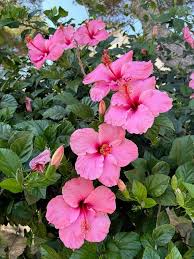 Pink Hibiscus Rosella Flower Seeds for Planting – Heirloom Non-GMO High Germination Organic Garden Seeds