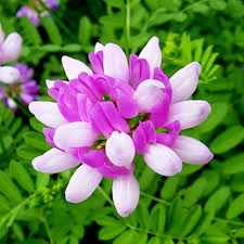 Pink White Astragalus Flower Seeds Heirloom Non-GMO High Germination Organic Garden Seeds for Planting