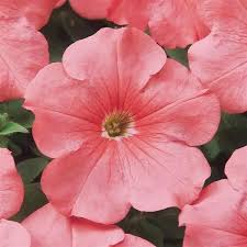 Light Pink Petunia Flower Seeds – Heirloom Non-GMO High Germination Organic Garden Seeds for Planting