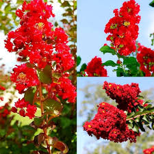 Red Crape Flower Seeds for Planting – Heirloom, Non-GMO, High Germination Organic Garden Seeds