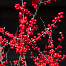 Winterberry Holly Fruit Seeds for Planting – Heirloom Non-GMO High Germination Organic Garden Seeds for Ornamental Berry-Bearing Shrubs