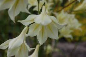 White Gladiolus Tristis Flower Seeds Heirloom Non-GMO High Germination Organic Garden Seeds for Planting